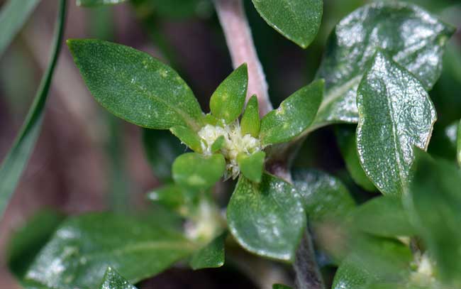1 Khaki Weed has whitish, yellowish or straw colored flowers surrounded by white bracts. Flowers are mostly inconspicuous but visible with naked eye. The fruits are one seeded utricles. Alternanthera caracasana 1 Khaki Weed has whitish, yellowish or straw colored flowers surrounded by white bracts. Flowers are mostly inconspicuous but visible with naked eye. The fruits are one seeded utricles. Alternanthera caracasana